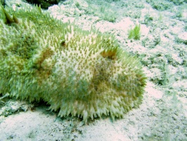 59 Furry Sea Cucumber IMG 3531